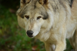 WolfScienceCenter1410Ria_Amarok-01