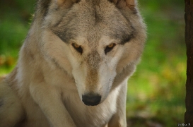 WolfScienceCenter1410Ria_Amarok-03