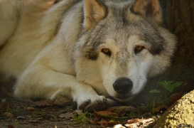 WolfScienceCenter1410Ria_Amarok-04