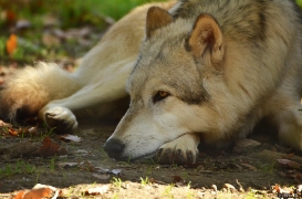WolfScienceCenter1410Ria_Amarok-06