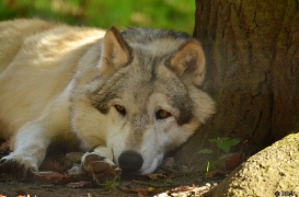 WolfScienceCenter1410Ria_Amarok-07