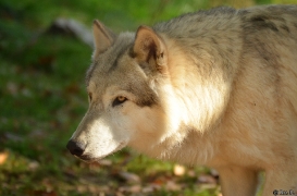 WolfScienceCenter1410Ria_Amarok-08