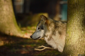 WolfScienceCenter1410Ria_Amarok-09
