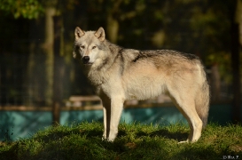 WolfScienceCenter1410Ria_Geronimo-01