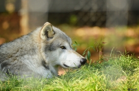 WolfScienceCenter1410Ria_Geronimo-03