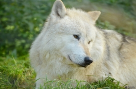 WolfScienceCenter1410Ria_Nanuk-01