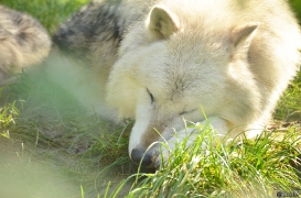 WolfScienceCenter1410Ria_Nanuk-05
