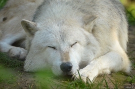 WolfScienceCenter1410Ria_Nanuk-06