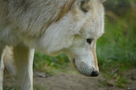 WolfScienceCenter1410Ria_Nanuk-10