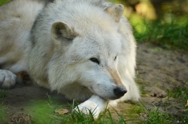 WolfScienceCenter1410Ria_Nanuk-11