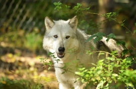 WolfScienceCenter1410Ria_Yukon-01