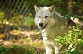 WolfScienceCenter1410Ria_Yukon-02