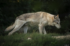 WolfScienceCenter1708Ria_Chitto-05