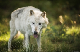 Wolf Science Center