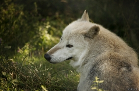 WolfScienceCenter1708Ria_Nanouk-06