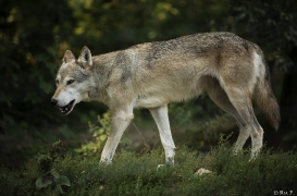 WolfScienceCenter1708Ria_Tala-02