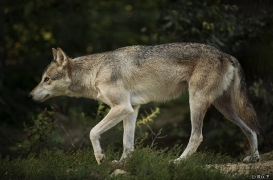 WolfScienceCenter1708Ria_Tala-03