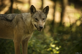 WolfScienceCenter1708Ria_Tekoa-03