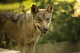 WolfScienceCenter1708Ria_Tekoa-04