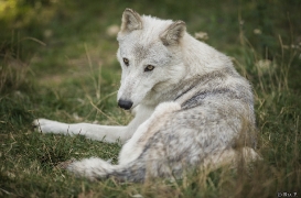 WolfScienceCenter1708Ria_Una-03