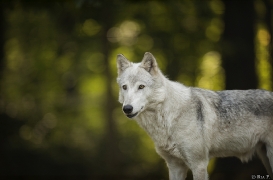 WolfScienceCenter1708Ria_Una-06