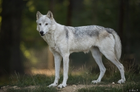 Wolf Science Center