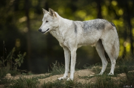 WolfScienceCenter1708Ria_Una-11