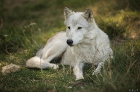 Wolf Science Center