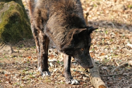 Kasselburg1203Kati_Adult-71