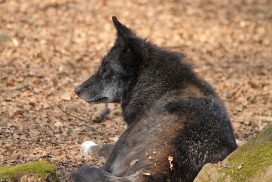 Wolfspark Kasselburg
