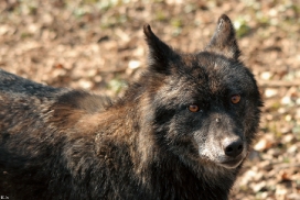 Kasselburg1203Kati_Adult-63