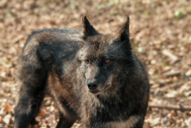 Kasselburg1203Kati_Adult-62