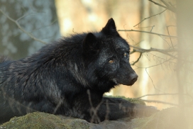 Kasselburg1203Kati_Adult-61