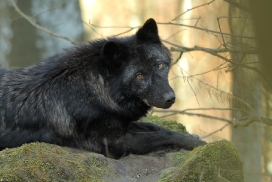 Kasselburg1203Kati_Adult-56