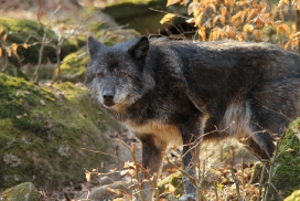 Kasselburg1203Kati_Adult-47