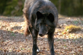 Kasselburg1203Kati_Adult-34