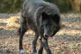 Wolfspark Kasselburg