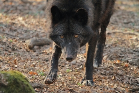 Kasselburg1203Kati_Adult-23