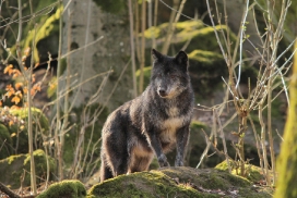 Kasselburg1203Kati_Adult-21