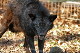 Kasselburg1203Kati_Adult-14