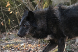 Kasselburg1203Kati_Adult-12