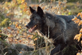 Wolfspark Kasselburg