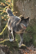 Kasselburg1203Kati_Adult-03
