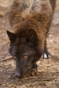 Kasselburg1404Kati_Blackpaw-02