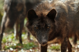 Wolfspark Kasselburg