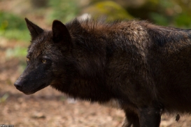 Wolfspark Kasselburg