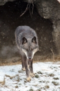 Timber Wolves
