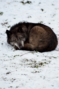 Hannover1210BineG_Fluffy-02