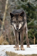 Zoo Hannover