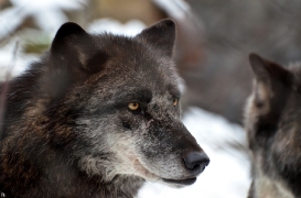 Zoo Hannover